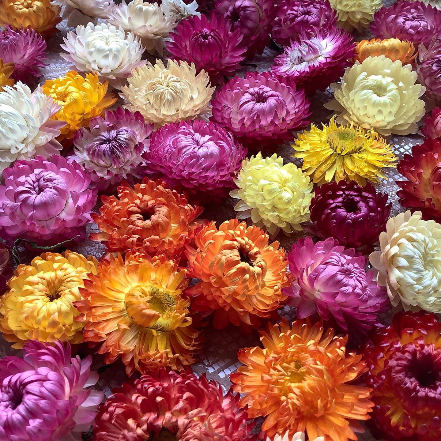 Strawflowers - mixed colours